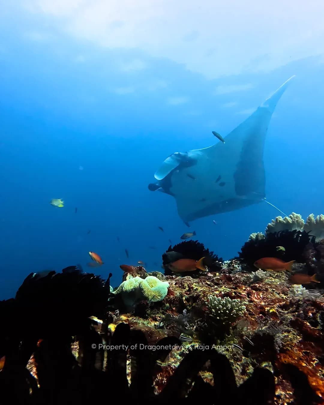 Raja Ampat with Dragonet Divers