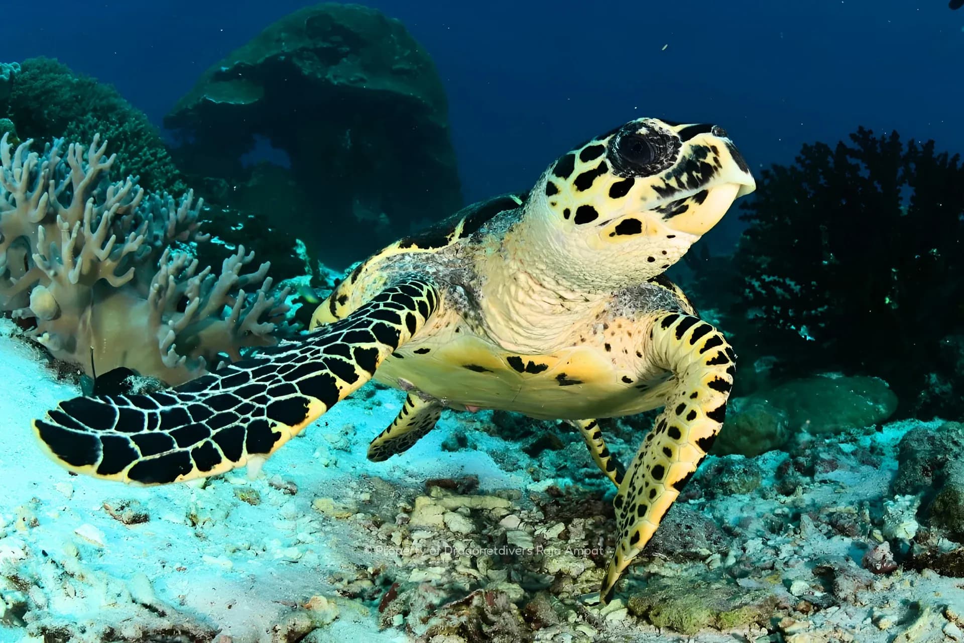 Raja Ampat with Dragonet Divers