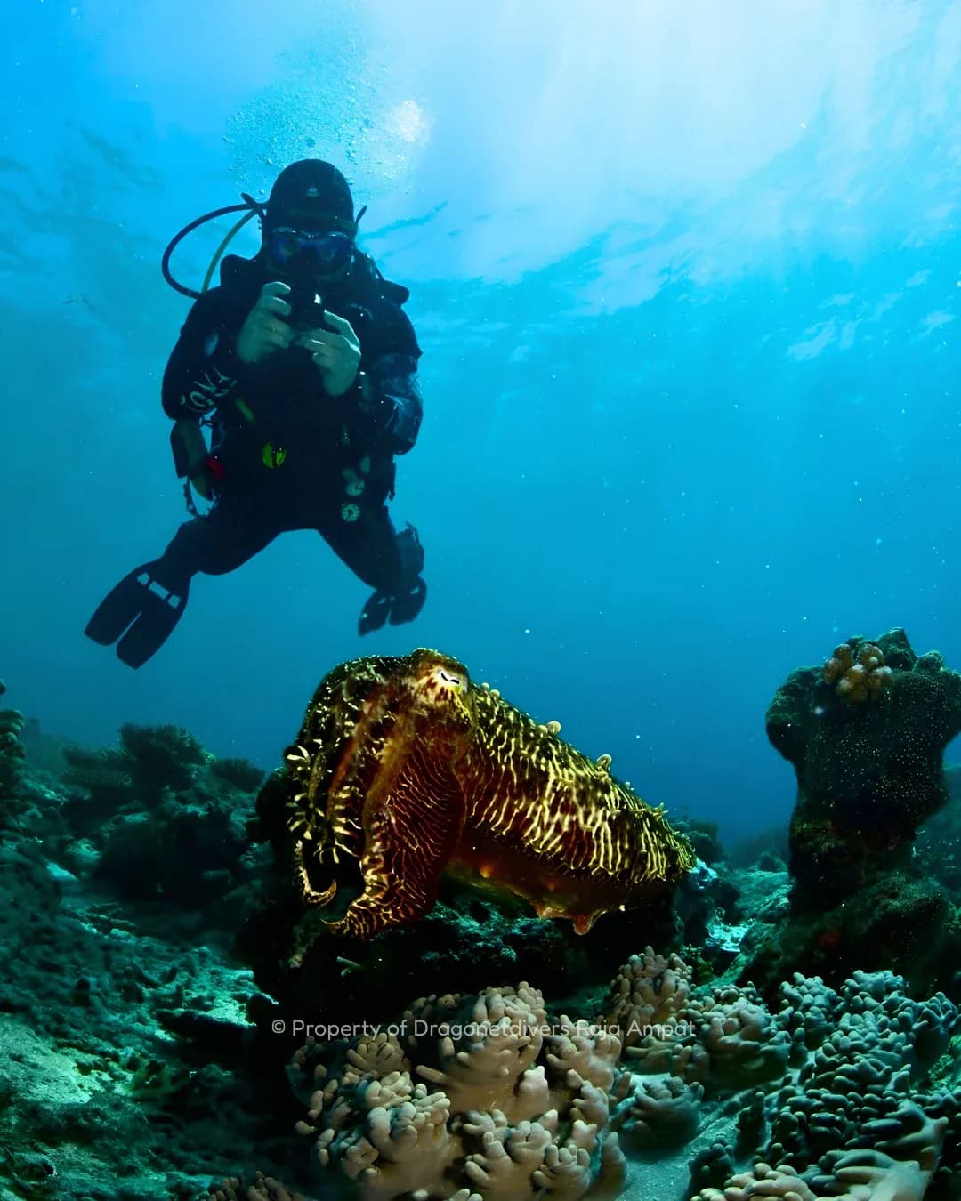 Raja Ampat with Dragonet Divers